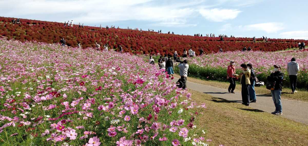 ひたち海浜公園