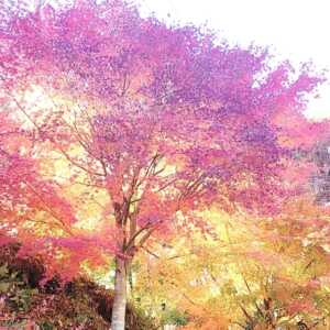 出早公園