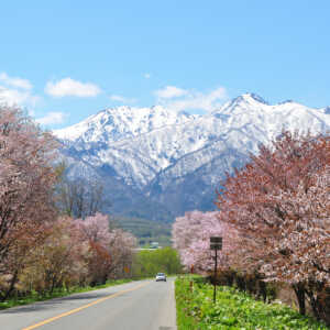 東大演習林樹木園桜並木