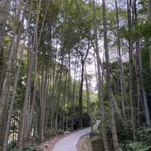 雄川の滝