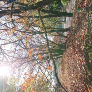王仁公園