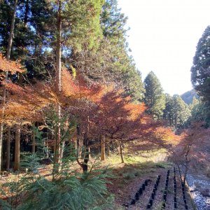天皇林公園