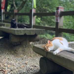 唐澤山神社