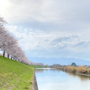 大榑川堤の桜並木
