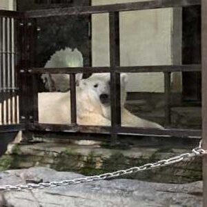 砥部動物園