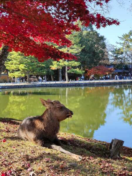 奈良公園