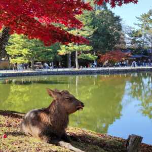 奈良公園