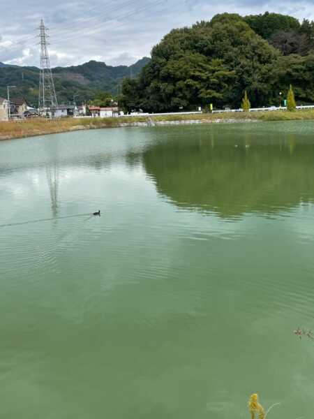 堀江新池親水公園