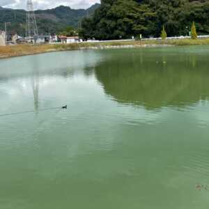 堀江新池親水公園