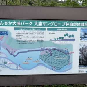 わんさか大浦パーク 大浦マングローブ