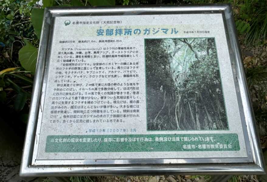 安部拝所のガジマル