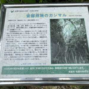 安部拝所のガジマル