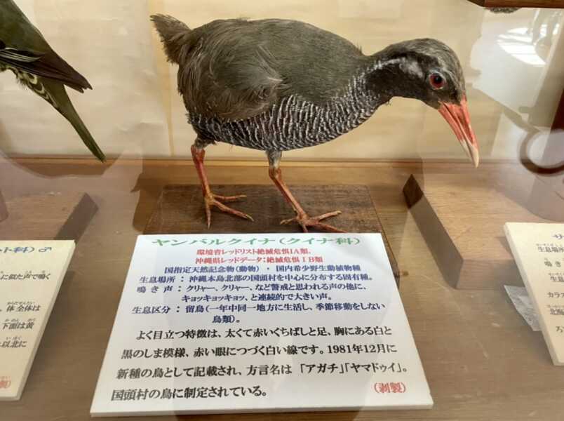 ヤンバルクイナ生態展示学習施設