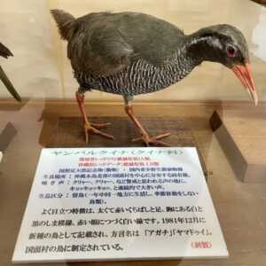 ヤンバルクイナ生態展示学習施設