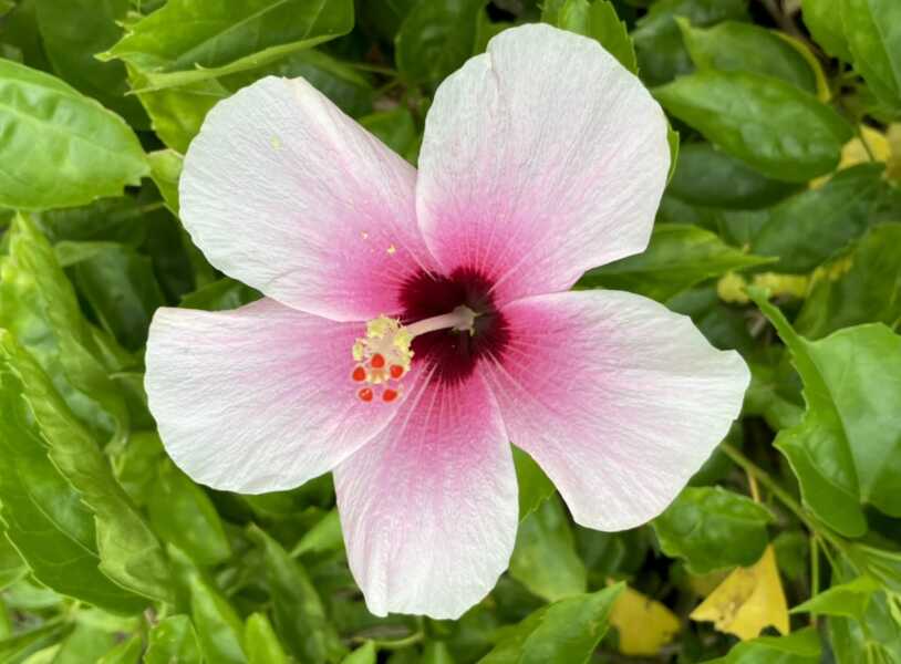 ピザ喫茶 花人逢