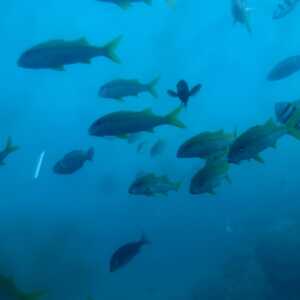 ブセナ海中公園