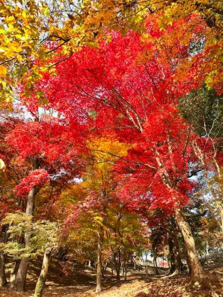 尾関山公園