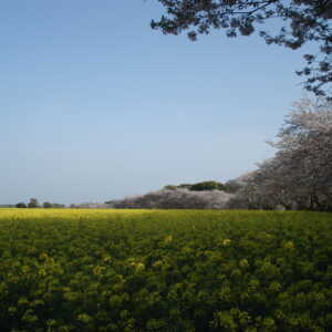 特別史跡公園 西都原古墳群