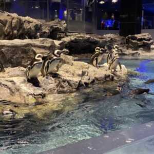 すみだ水族館
