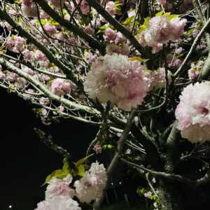 大和高田市総合公園