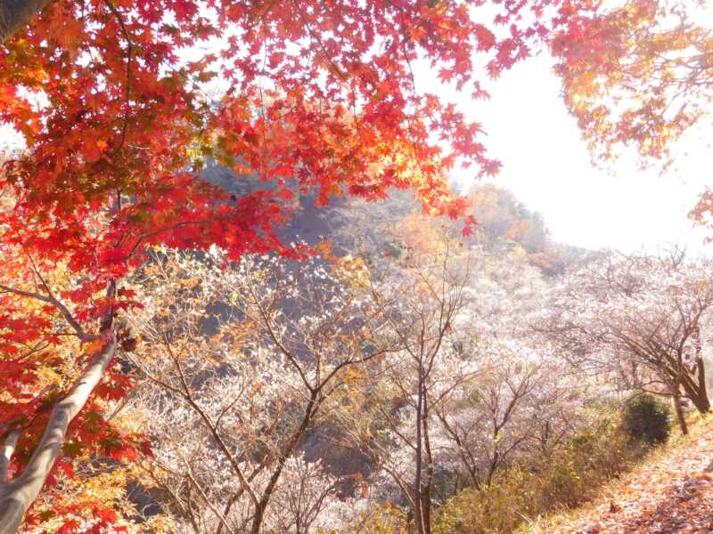 桜山公園