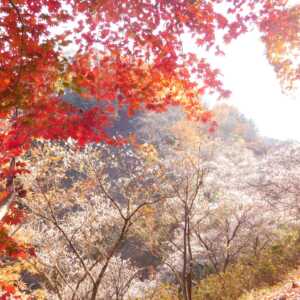 桜山公園