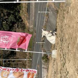 つまんでご卵ケーキ工房
