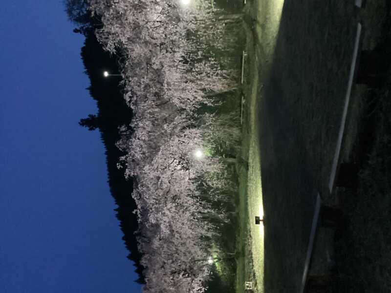 中継枝垂れ桜