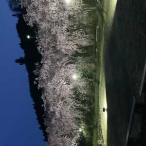 中継枝垂れ桜