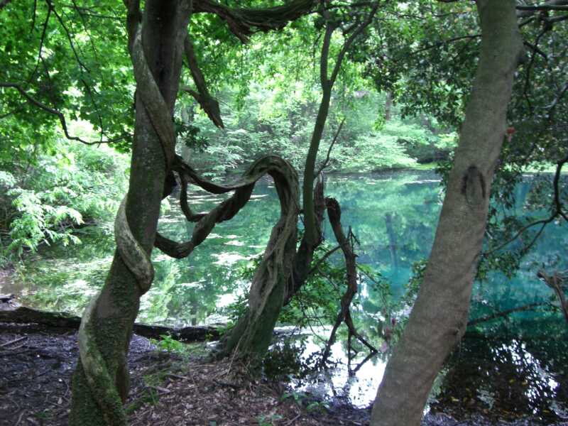 丸池様