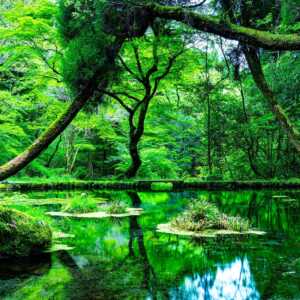 山吹水源