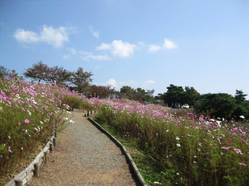 鷲ヶ峰コスモスパーク