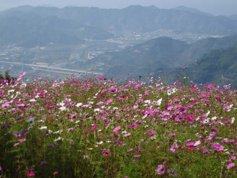 鷲ヶ峰コスモスパーク