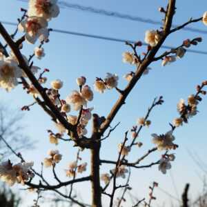 おおやま大久保台森林公園