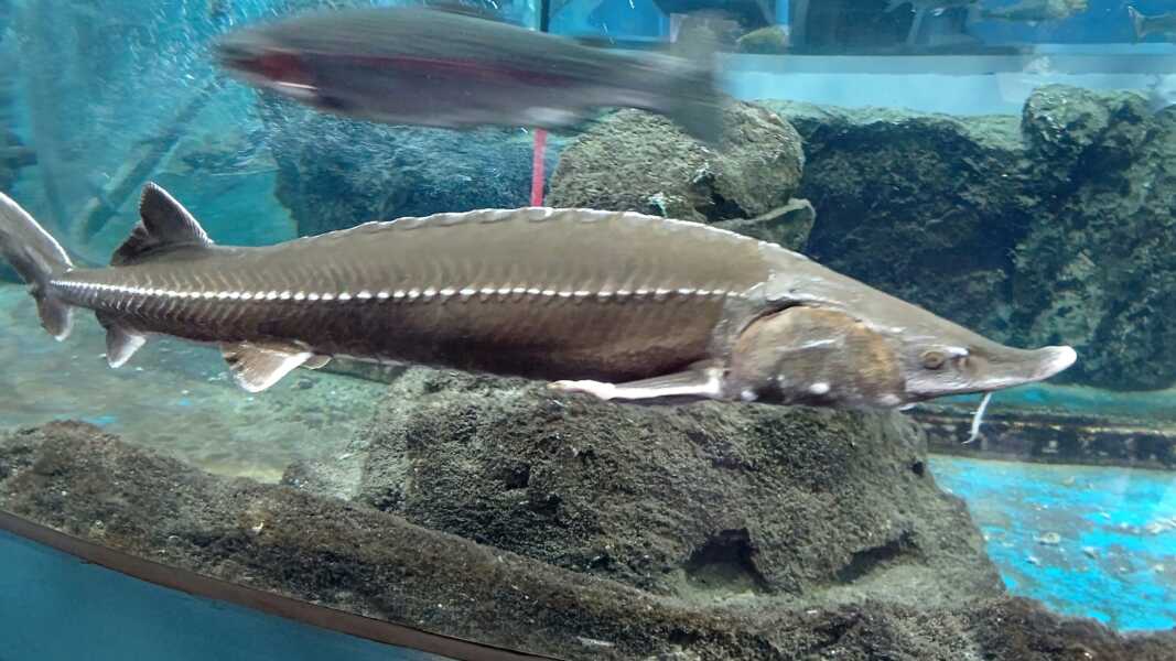 森の中の水族館。
