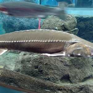 森の中の水族館。