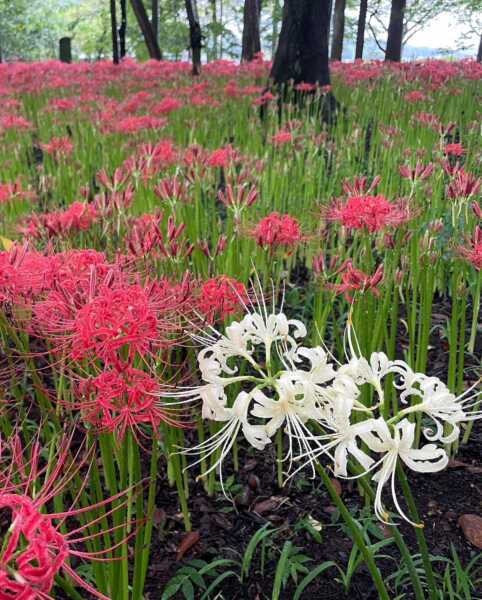 曼殊沙華の里　巾着田