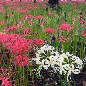 曼殊沙華の里　巾着田