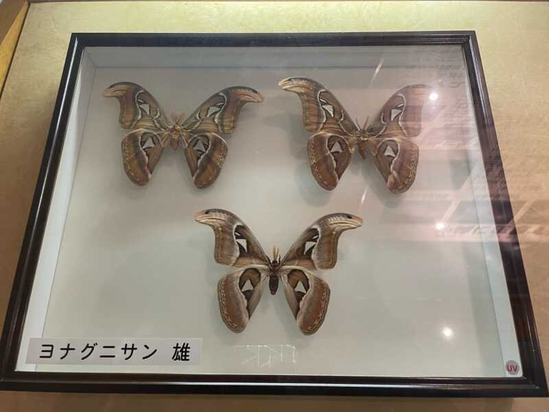 アヤミハビル館
