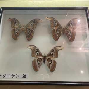 アヤミハビル館