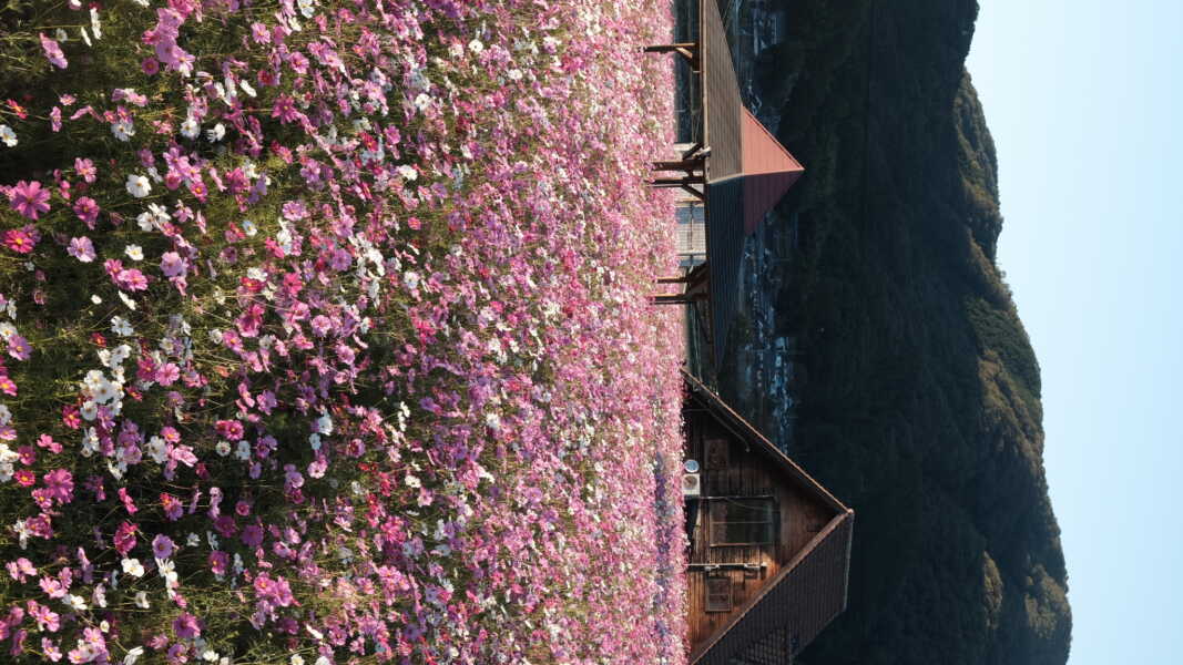北房コスモス広場