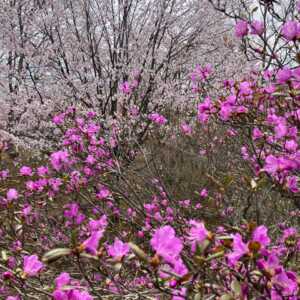 ほべつ道民の森