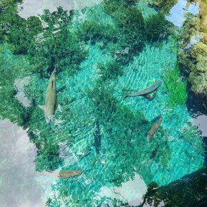 忍野八海