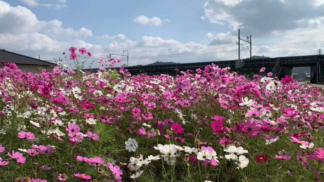 野田のコスモス畑