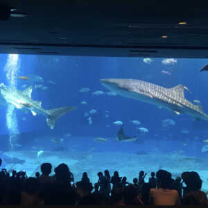 美ら海水族館