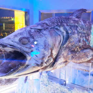 沼津港深海水族館