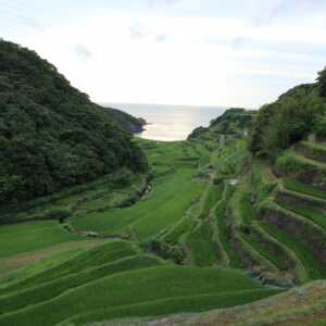 浜野浦の棚田