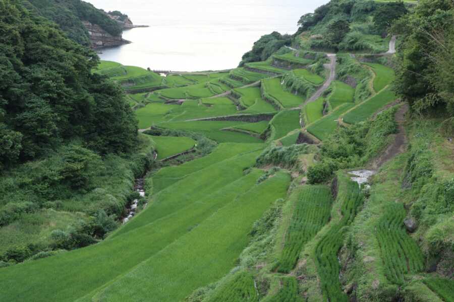 浜野浦の棚田