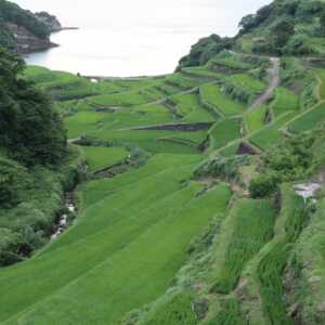 浜野浦の棚田