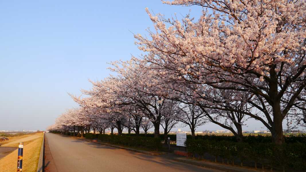手取川河川敷の桜並木